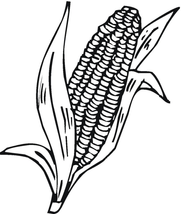 corn on the cob coloring - Clip Art Library
