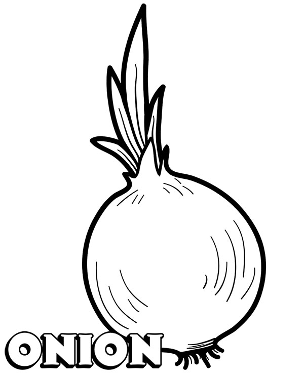 Printable onion picture download vegetables coloring pages