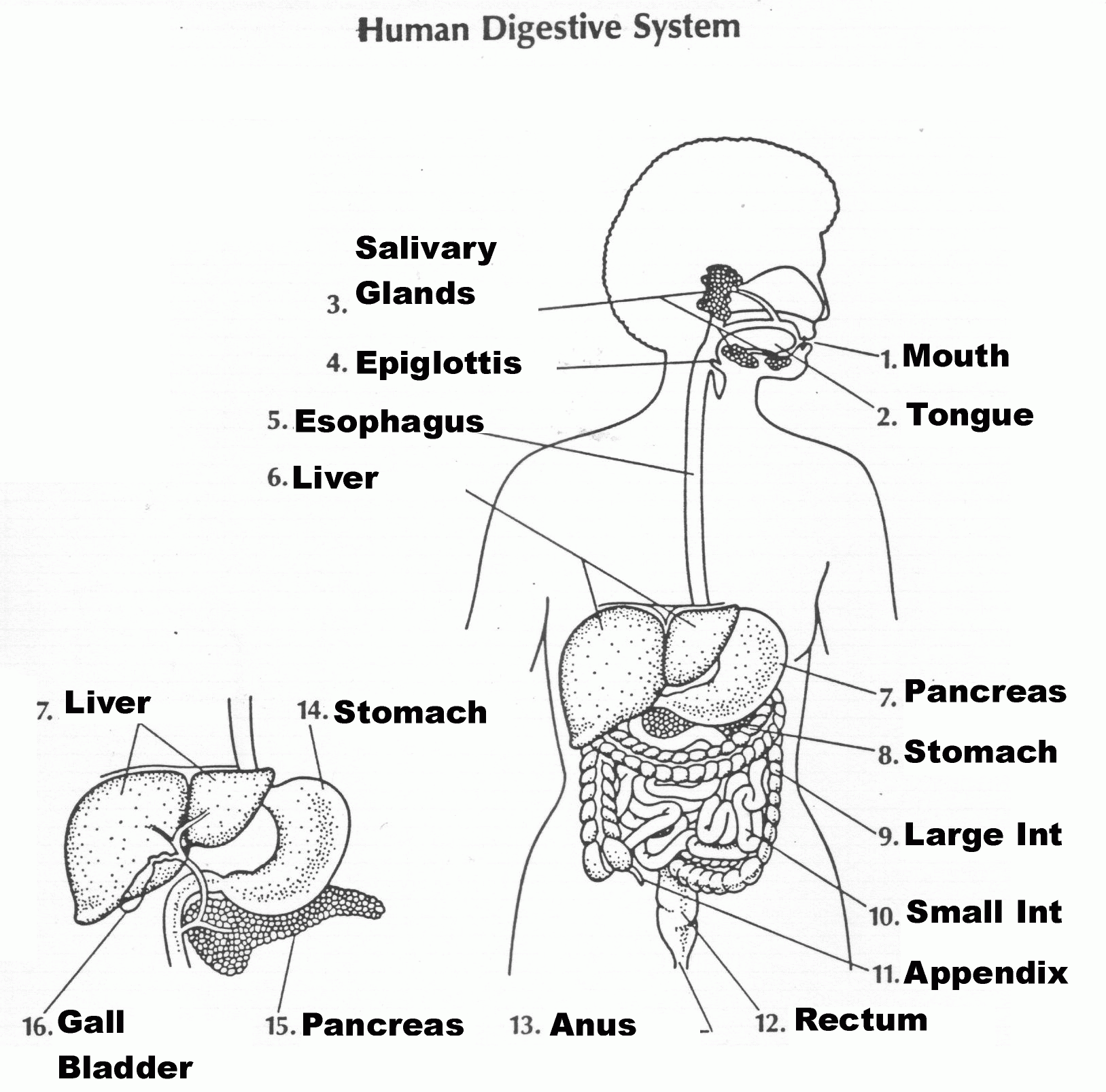 Label The Digestive System Worksheet Answers - The Largest And In Digestive System Worksheet Answers