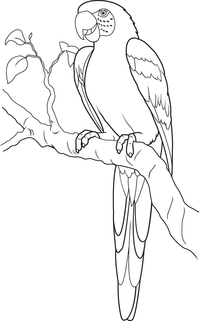 Scarlet Macaw Coloring Page - Get Coloring Pages
