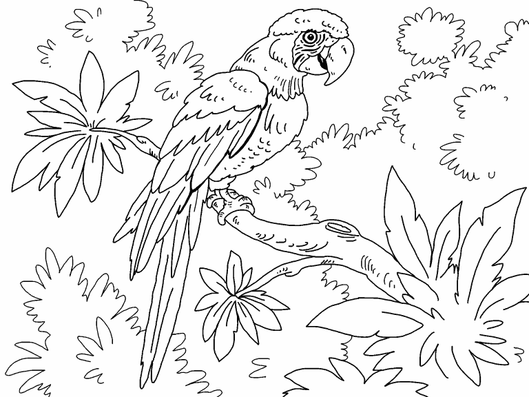 Macaw coloring page - Coloring Pages 4 U