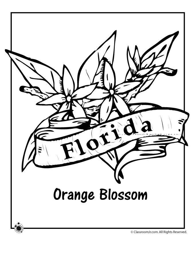 Florida State Flower Coloring Page - Woo! Jr. Kids Activities