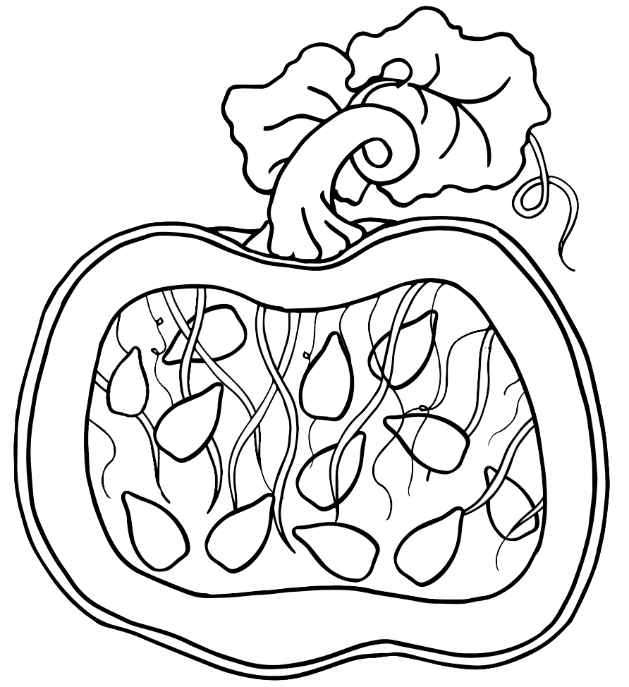 Pumpkin With Seeds Coloring Page – coloring.rocks!