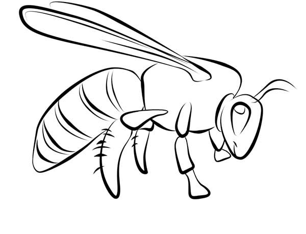 Wasp Species Of Bugs Coloring Page : Coloring Sun