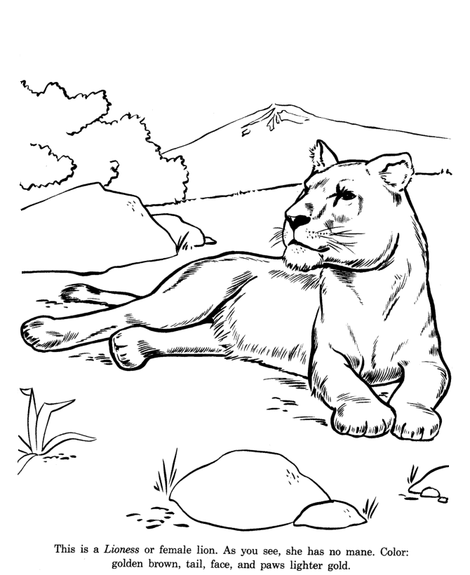 Lioness+Coloring+Pages | Print This Page] [Go to the next Page] | Animal coloring  pages, Zoo coloring pages, Animal drawings