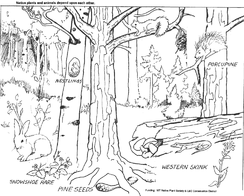 Forest coloring pages to download and print for free