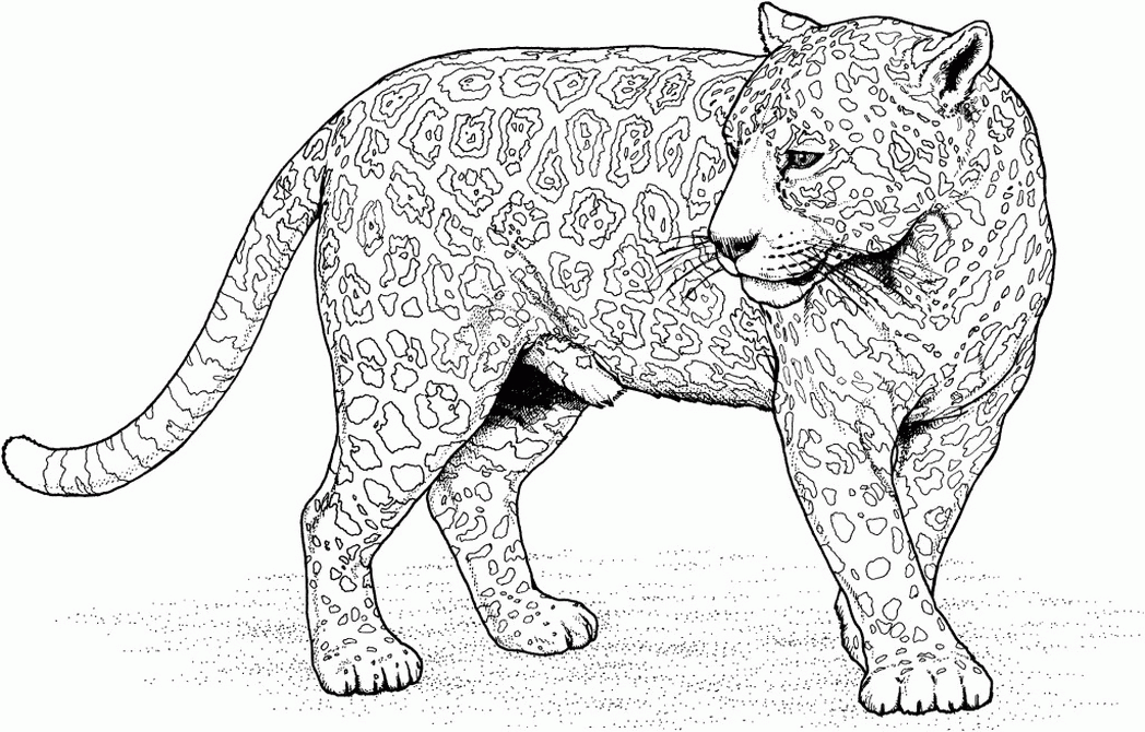 Free Coloring Pages Wild Cats - High Quality Coloring Pages