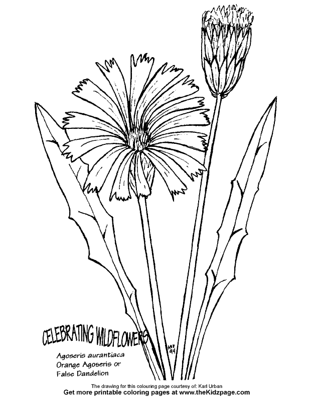 dandilion Colouring Pages (page 3)