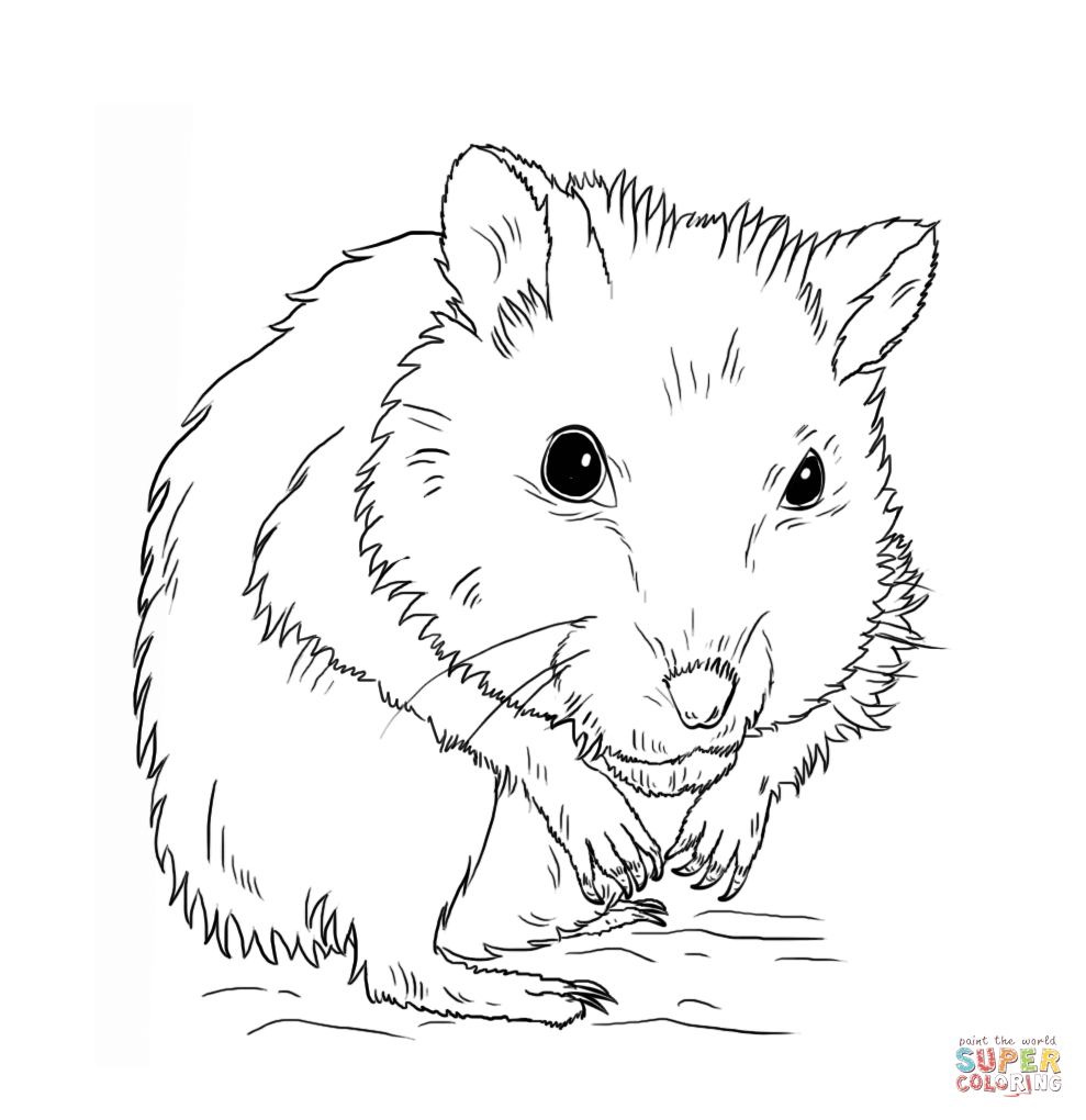 Dwarf Hamster coloring page | Free Printable Coloring Pages