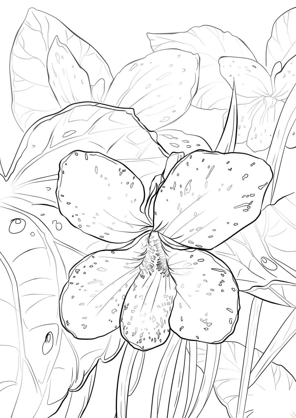 blue-violet-coloring-page - Nature Coloring Pages