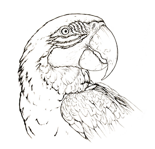 Blue-and-yellow macaw parrot animal coloring page | MDubIllustrations