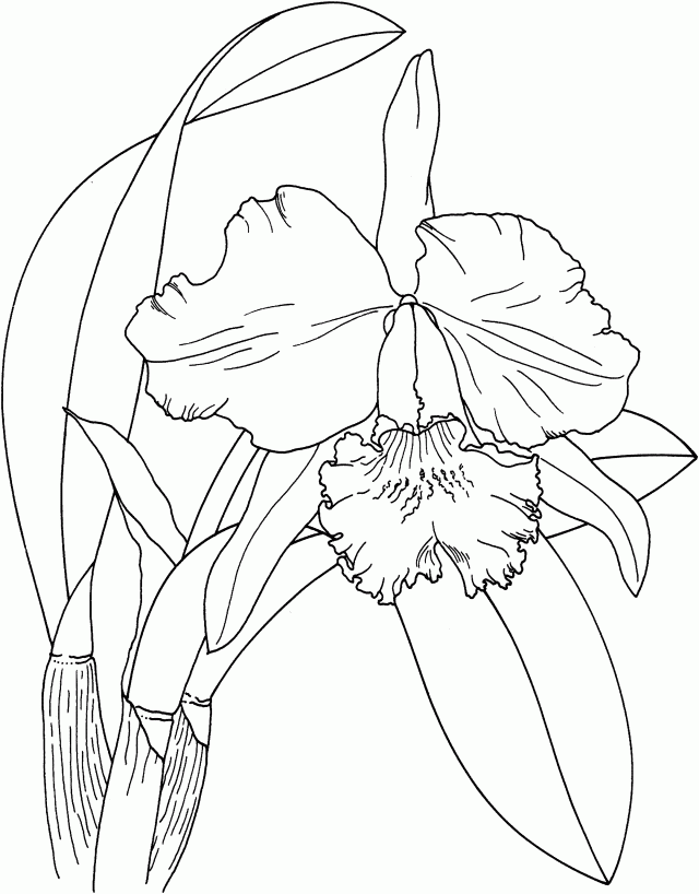 Images For Gt Orchid Flower Coloring Page Luau Coloring ...