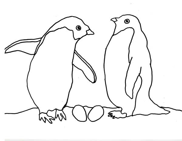 Download Arctic Coloring Pages - Coloring Home