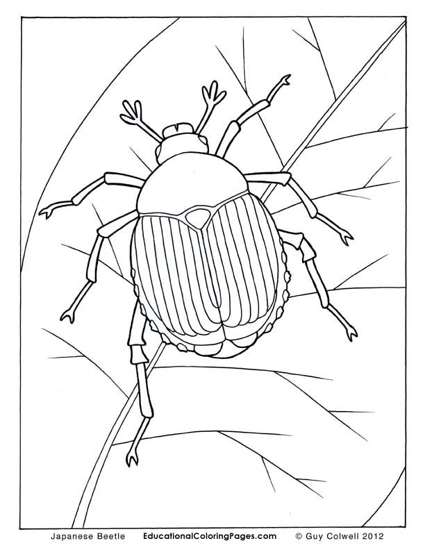 beetle coloring pages, insects coloring pages | Insect ...