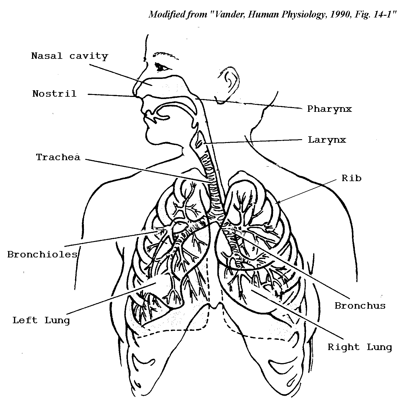 Respiratory System Coloring Page | CC3 Classical Homeschooling for ... |  Coloring books, Anatomy coloring book, Coloring pages