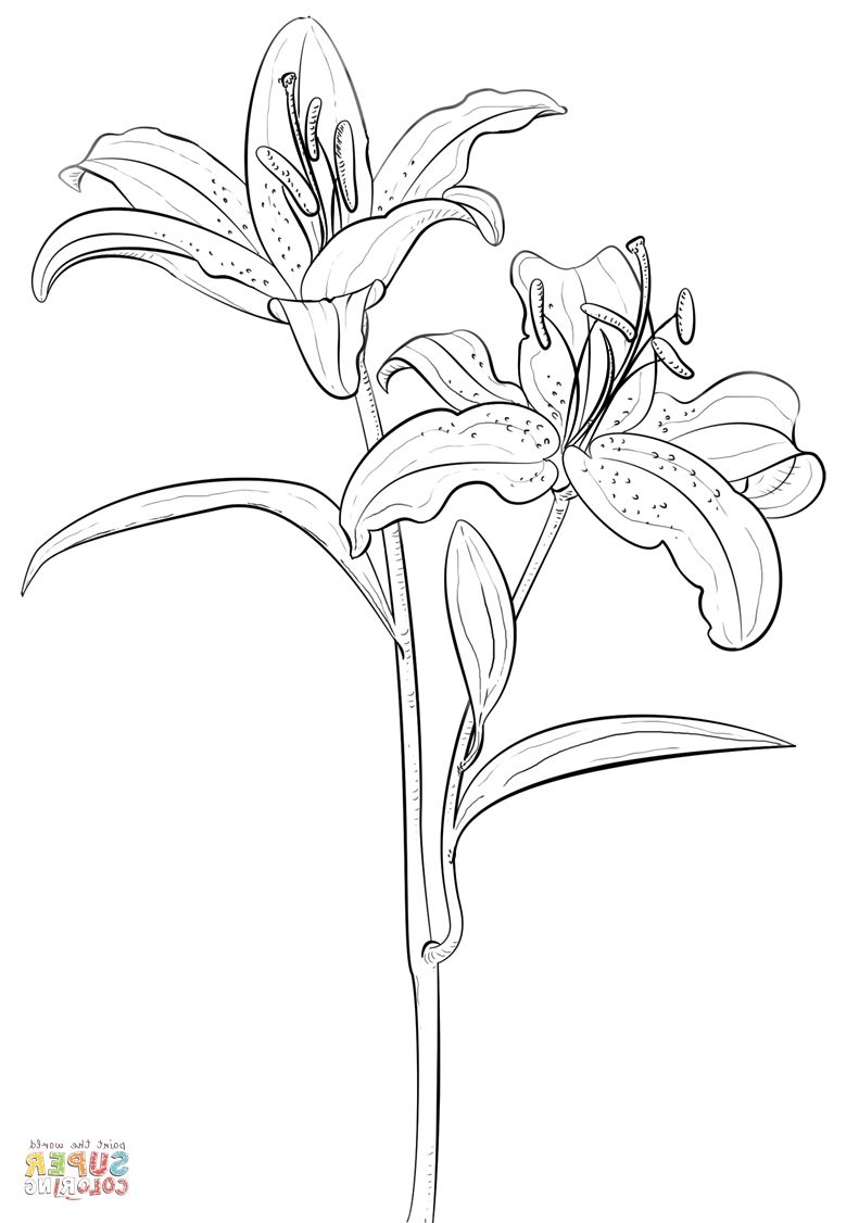 Lily Coloring BL5T Tiger Lily Coloring Page | Free Printable ...