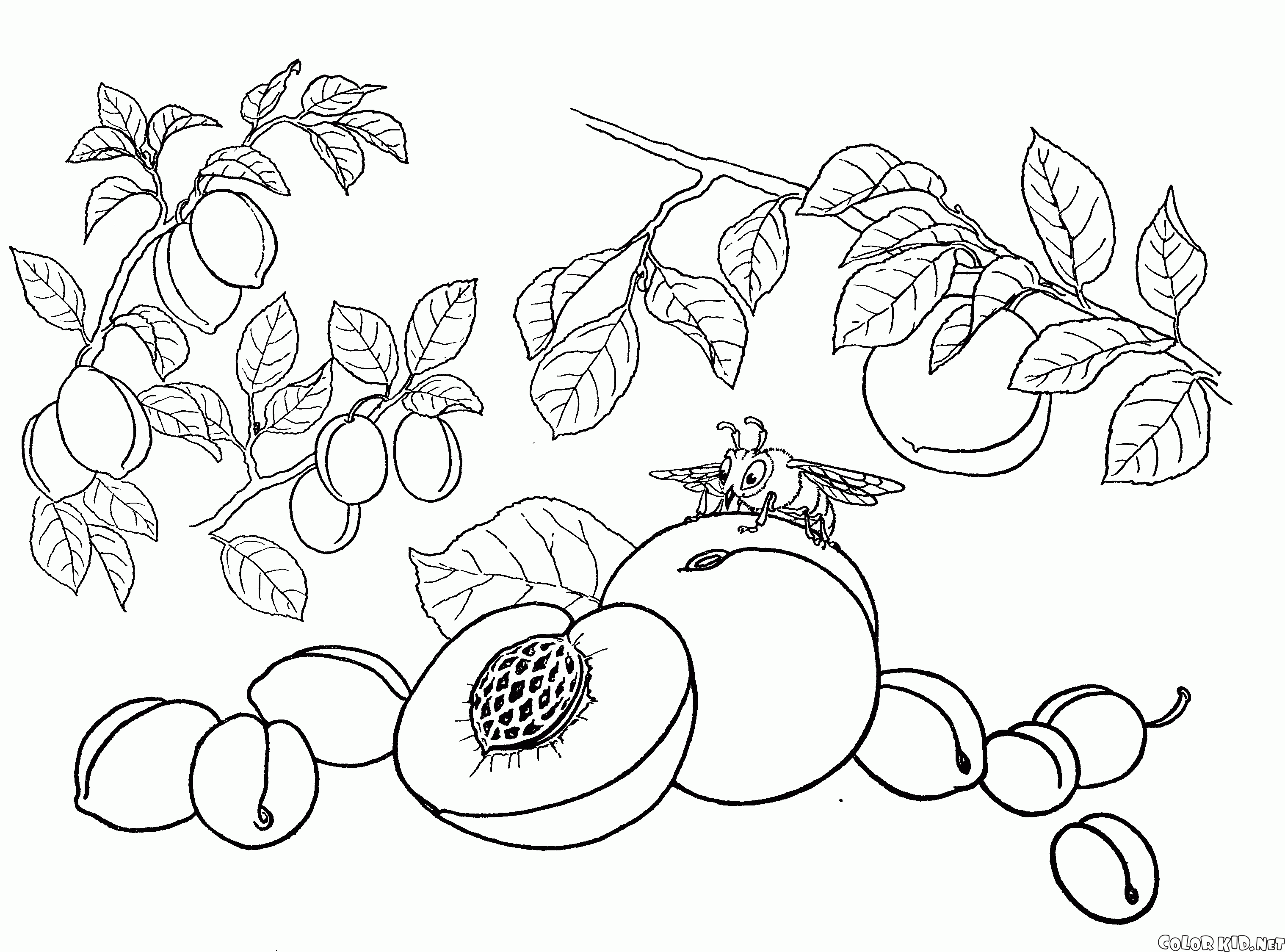 Coloring page - Peach, apricot, plum