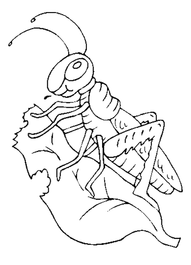 Grasshopper coloring page - Animals Town - Animal color sheets 