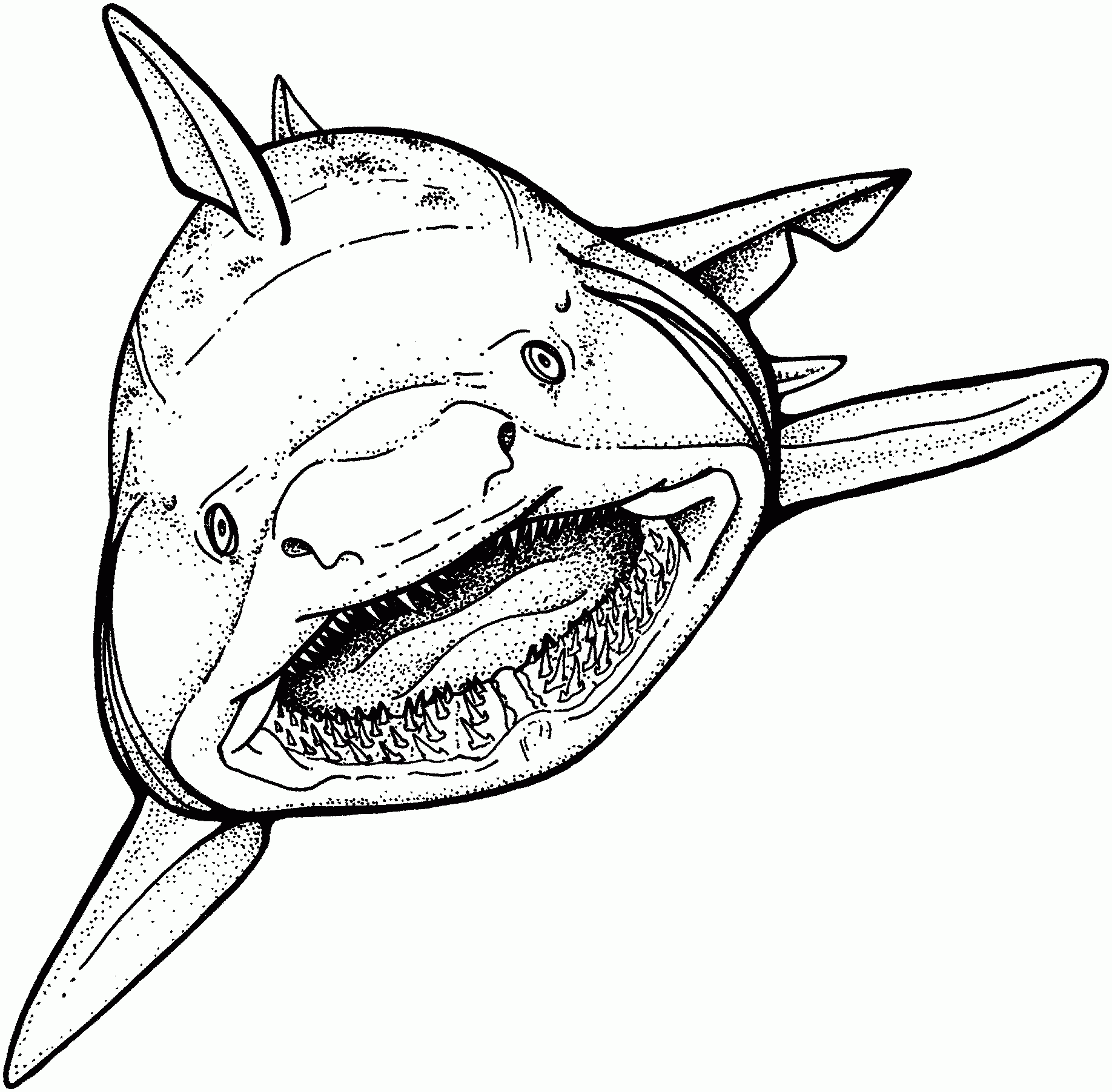 Knack Free Printable Shark Coloring Pages For Kids - Widetheme