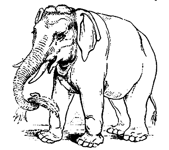 Asian elephant coloring page - Animals Town - Animal color sheets ...