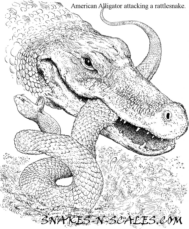 Alligator Snapping Turtle Coloring Pages