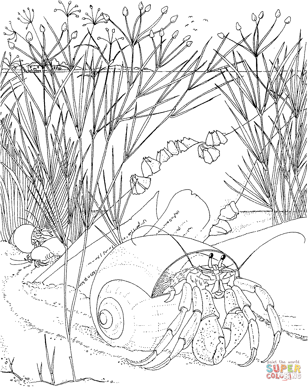 Nocturnal Animals Coloring Pages   Free Printable Pictures ...