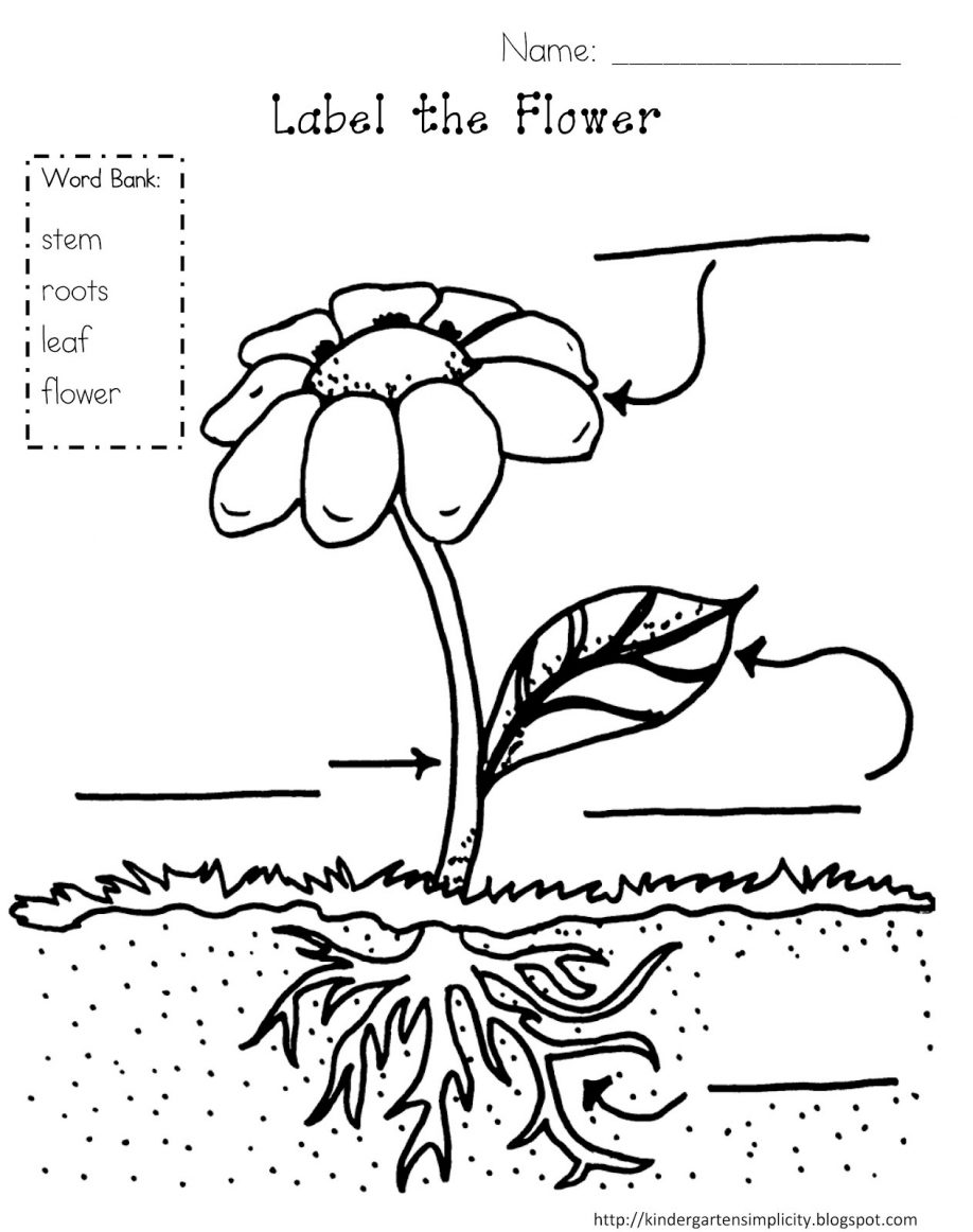 Plant And Animal Cell Coloring Page