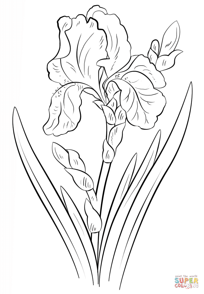 Blue Iris coloring page | Free Printable Coloring Pages