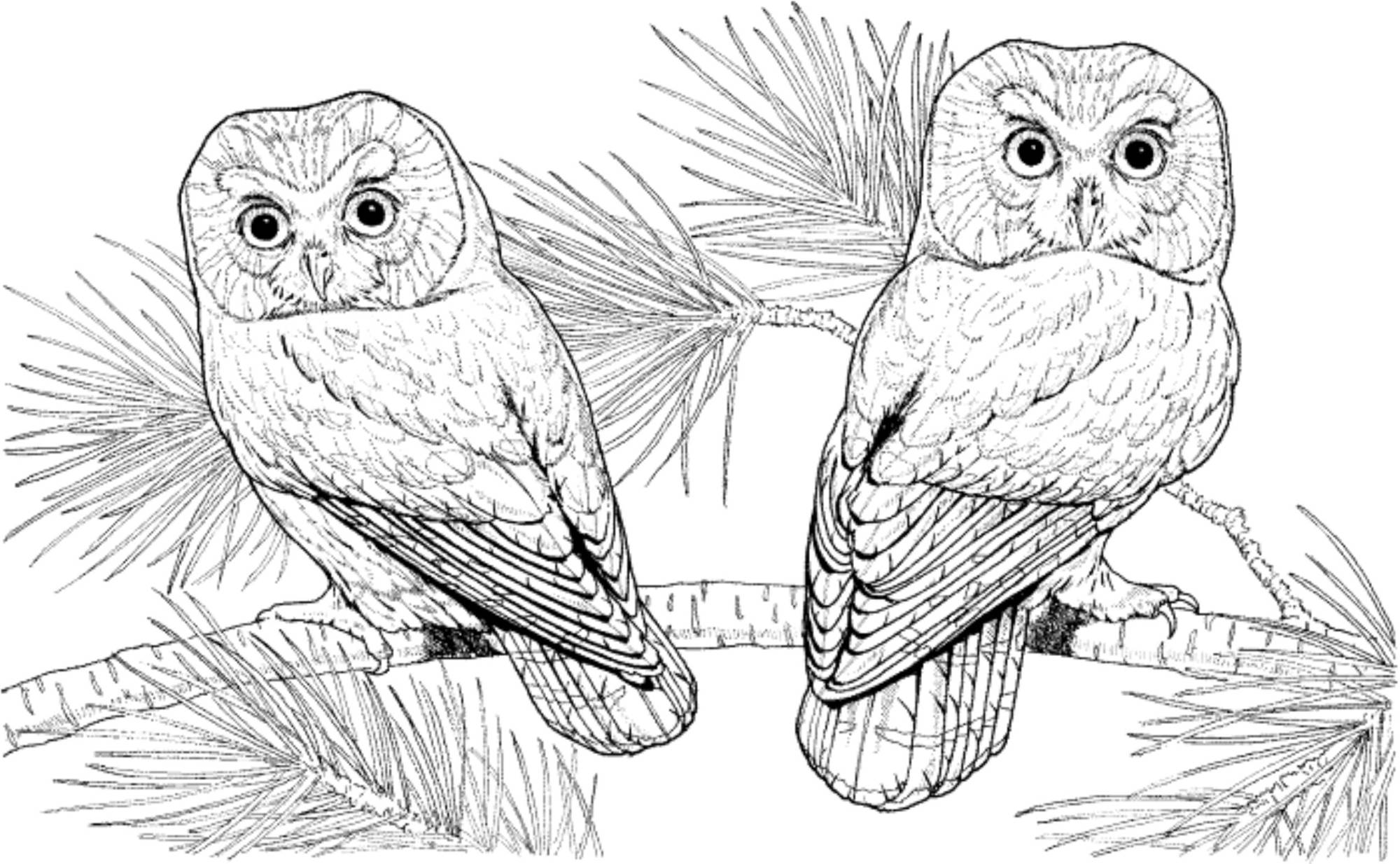 Flying Owl Coloring Pages - Printable Kids Colouring Pages