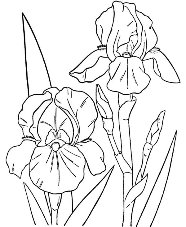 Orchid Flower Coloring Page : Color Luna | Flower coloring ...