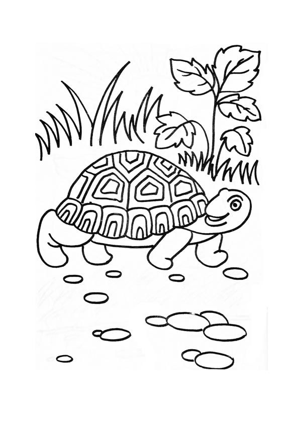 TORTOISE COLORING PAGES Â« ONLINE COLORING