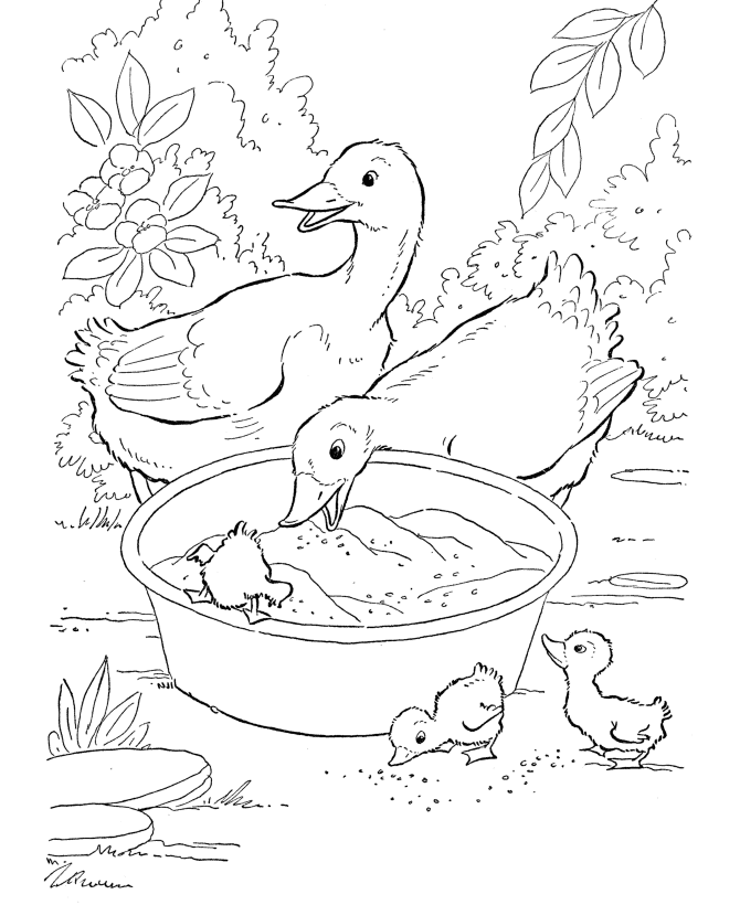 Easter Chick Coloring Pages - Farm geese chicks easter coloring 