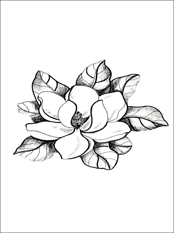 magnolia printable - Google Search | Coloring pages, Flower drawing, Tree  drawing