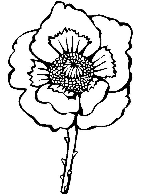 anzac OR Remembrance) Poppy Colouring - ClipArt Best