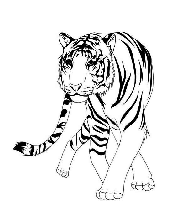A Classic Chinese Illustration Of Asian Tiger Coloring Page ...