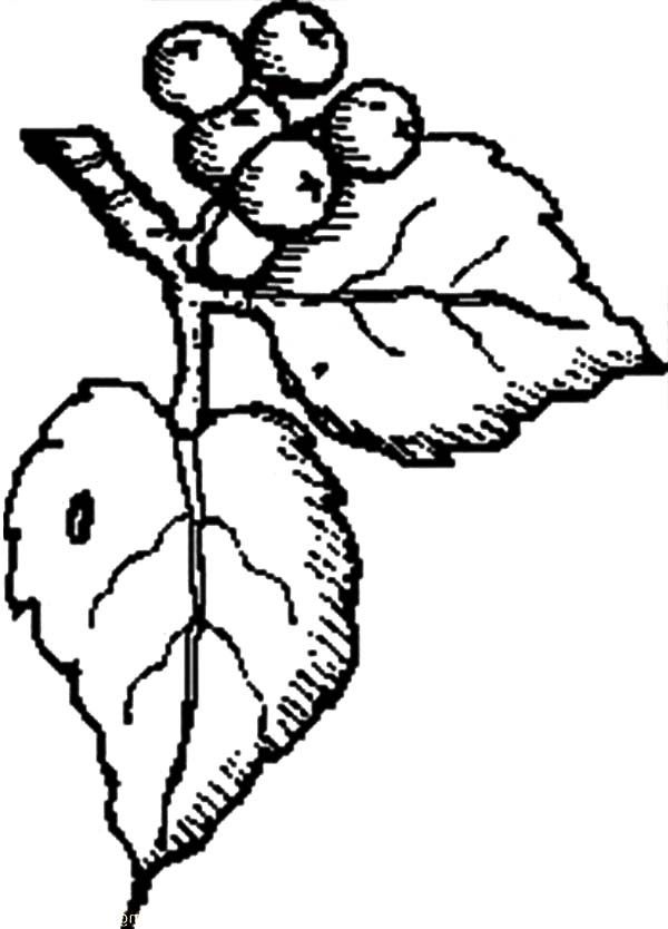 Fresh Blueberry Bush Coloring Pages | Best Place to Color