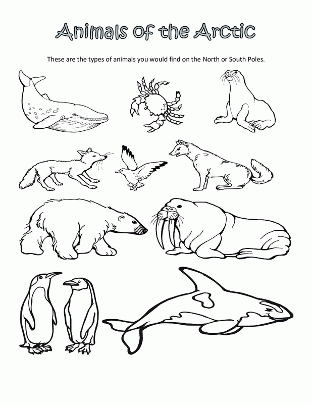 Free Printable Arctic Animals Coloring Pages - Coloring Home