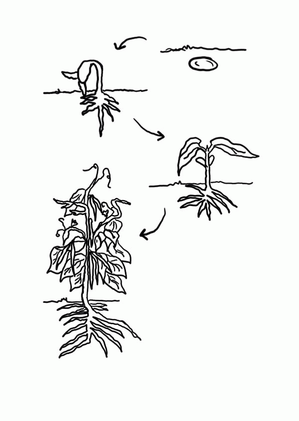 7 Pics of Growing Plants Coloring Page - How Seeds Grow Coloring ...