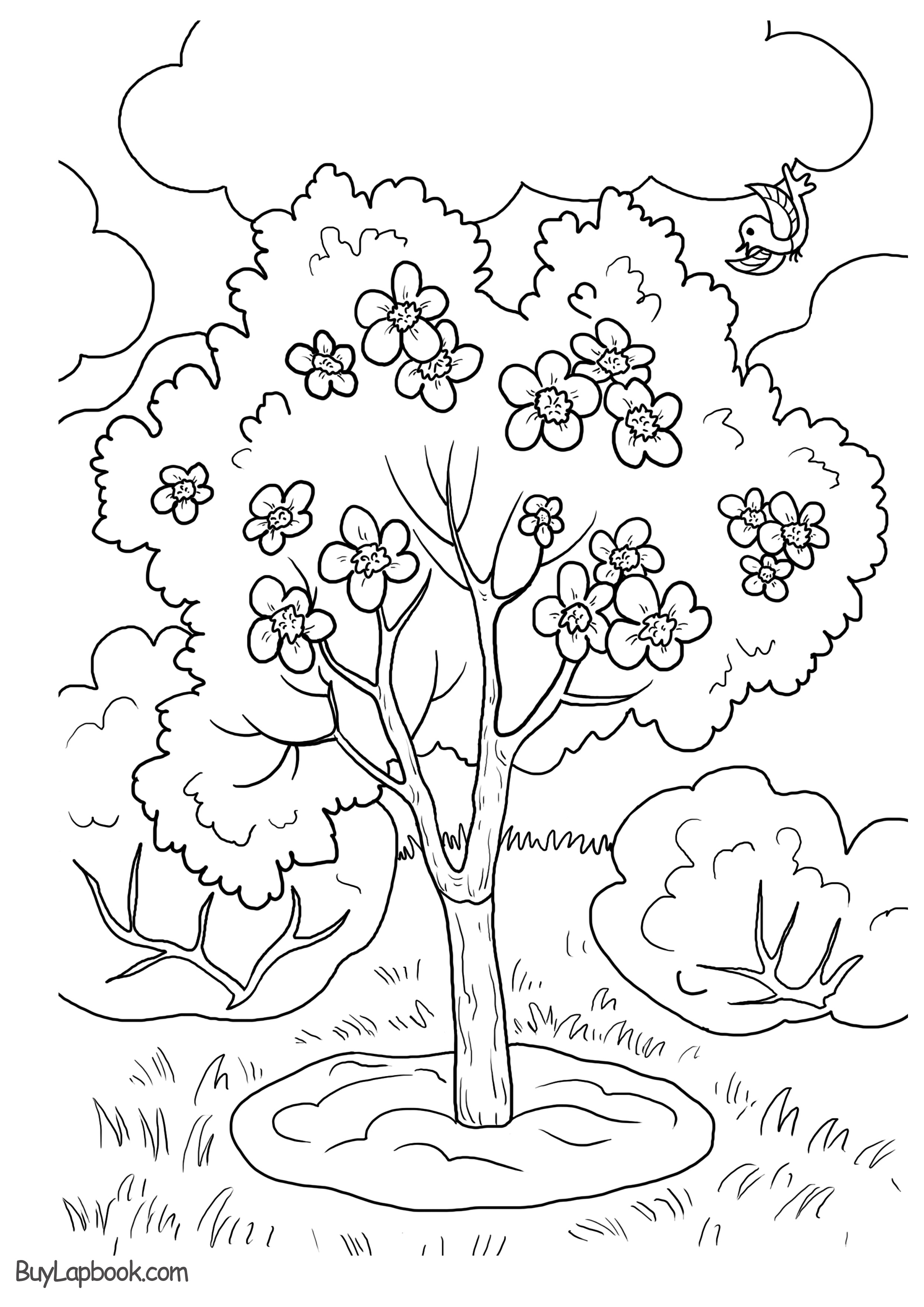 Apple Tree. Apple Life Cycle Coloring Pages | TeachersMag.com