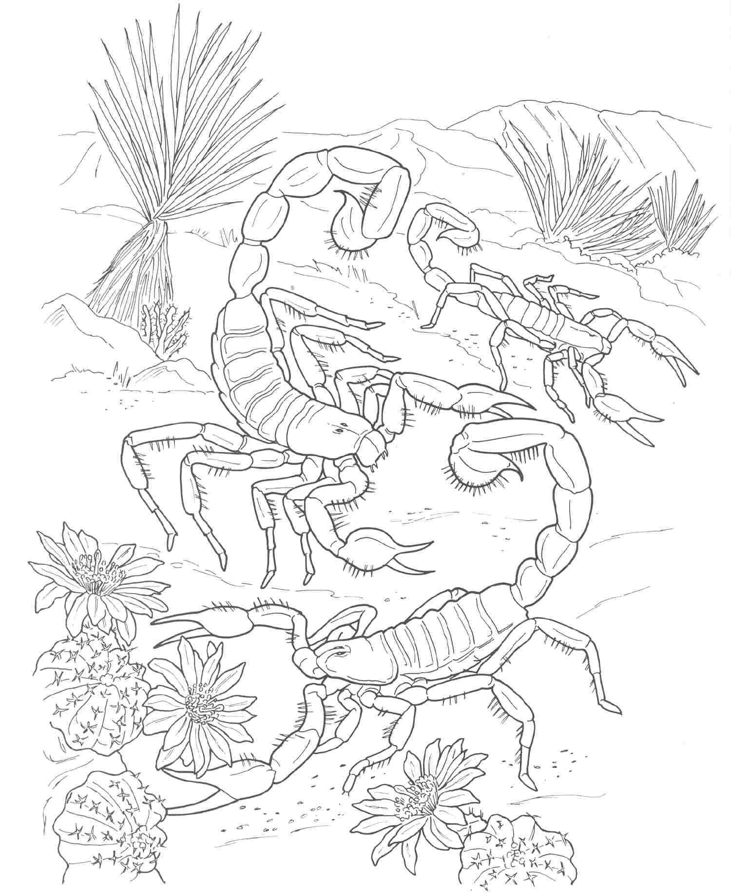 scorpion coloring page - Clip Art Library
