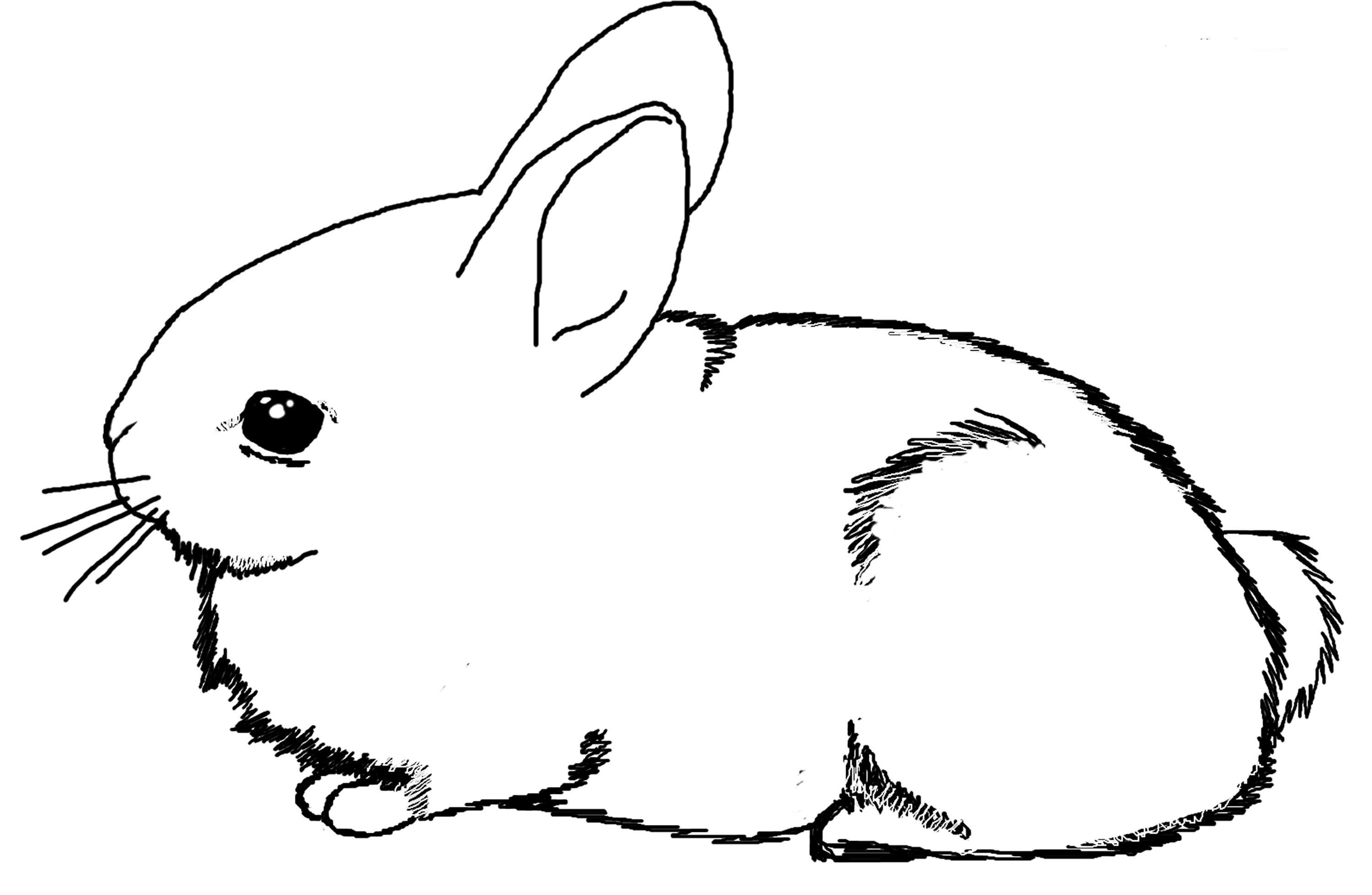 Bunny Coloring Pages Picture 3 – Bunny Coloring Pages Coloring ...