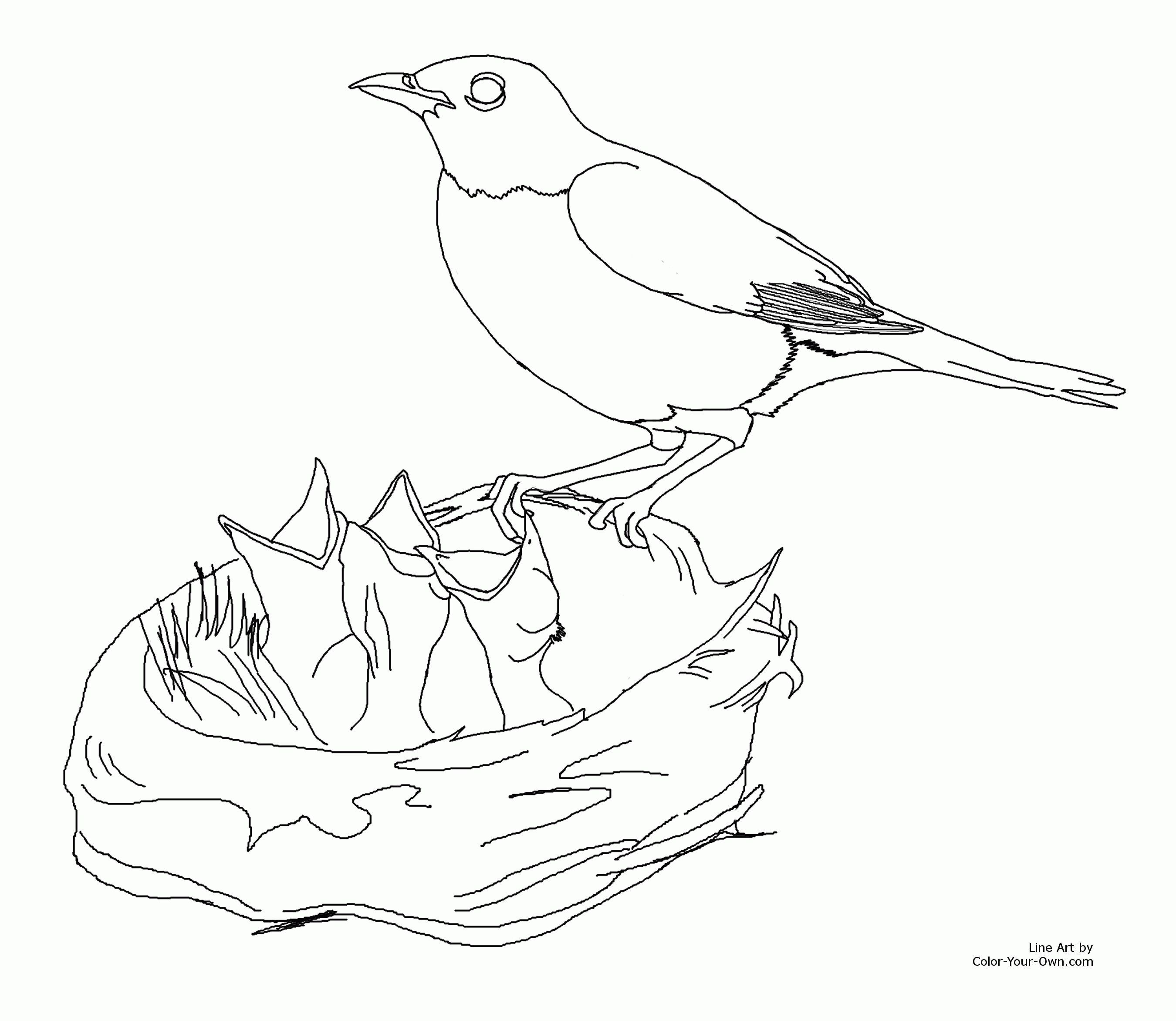 BIRD COLORING PAGE ROBIN Â« ONLINE COLORING