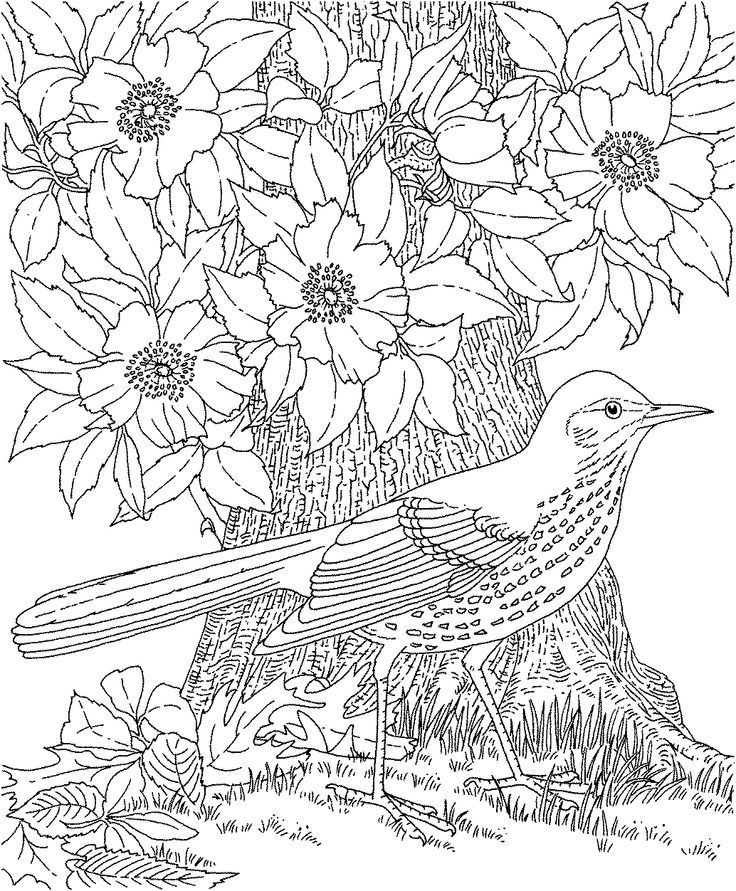 Flower Pic Free Printable Detailed Coloring Pages - VoteForVerde.com