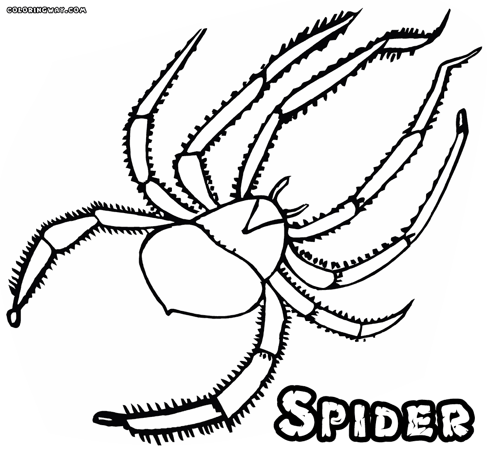 Spider coloring pages | Coloring pages to download and print