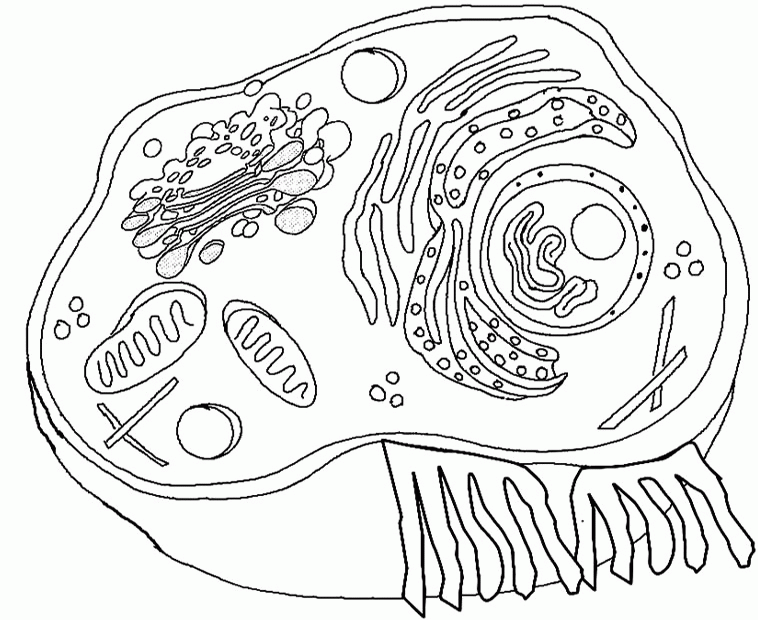 Download Plant Cell Coloring Pages - Coloring Home