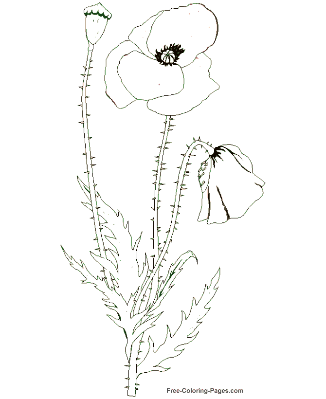 Flower coloring pages - Poppy 02