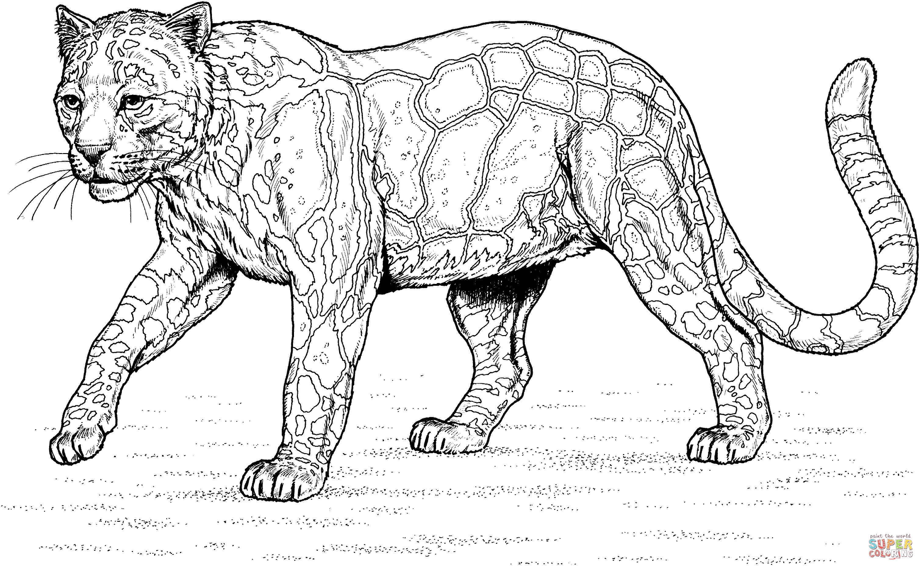 Walking Clouded Leopard coloring page | Free Printable Coloring Pages
