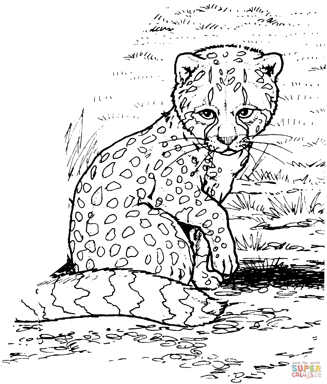 Baby cheetah coloring page | Free Printable Coloring Pages