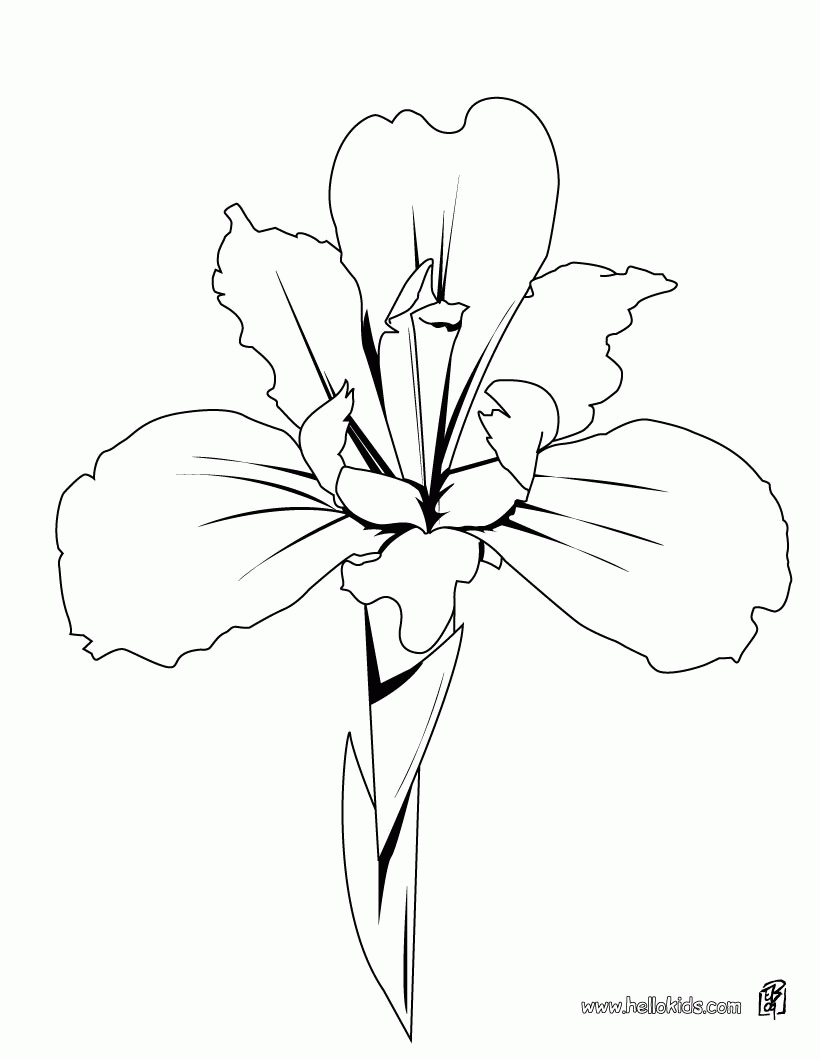 FLOWER coloring pages - Iris details