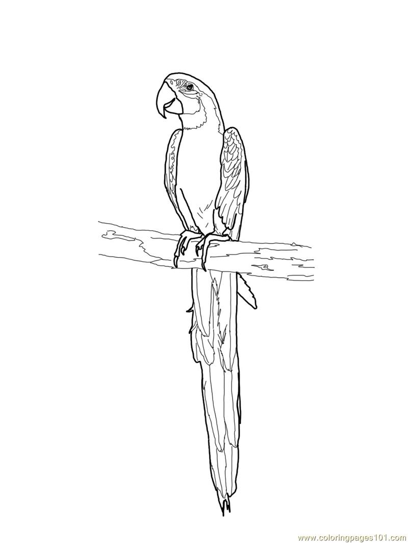 Blue and gold macaw Coloring Page for Kids - Free Parrots Printable Coloring  Pages Online for Kids - ColoringPages101.com | Coloring Pages for Kids